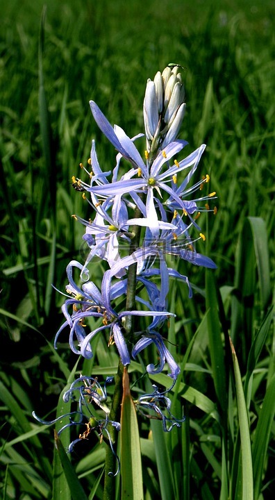 chionodoxa luciliae,指出花,开花
