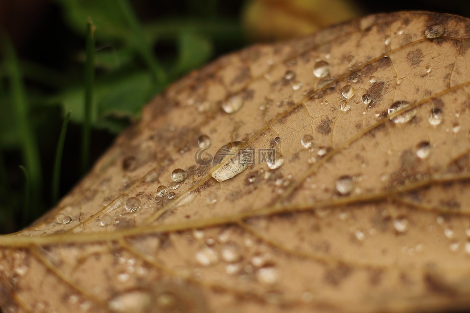 叶子,一滴水,雨
