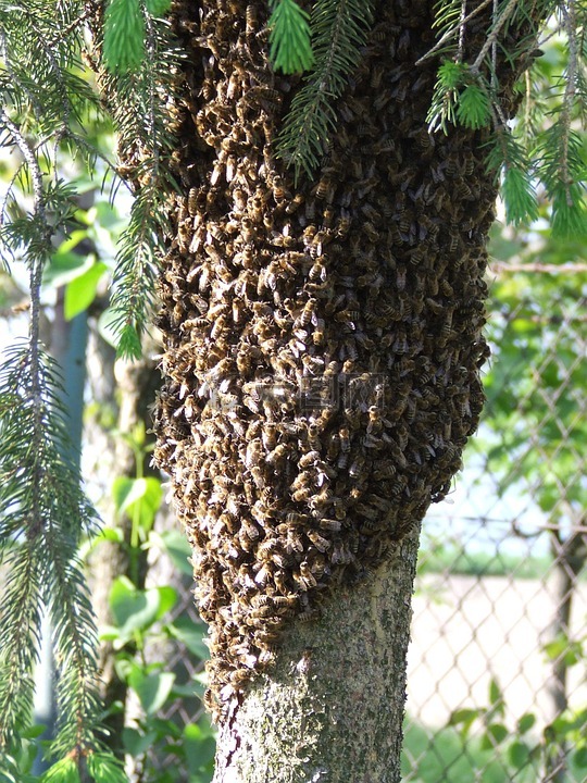 蜜蜂,昆虫,一群