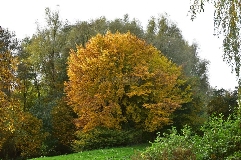 秋季,树木,金色的秋天