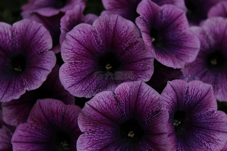 矮牵牛,鲜花,紫