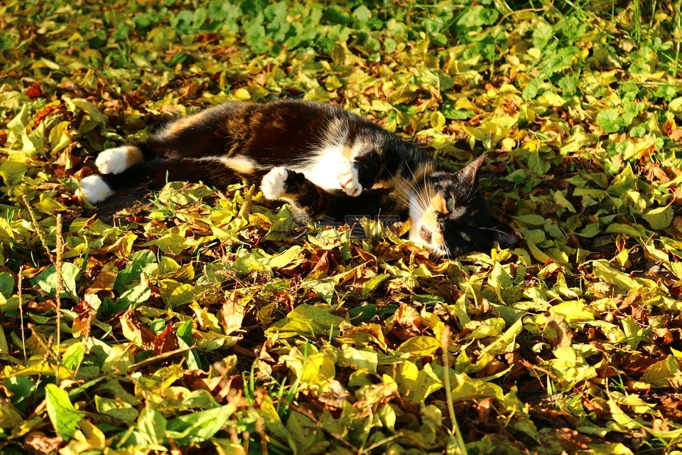 秋季,猫,幸运猫