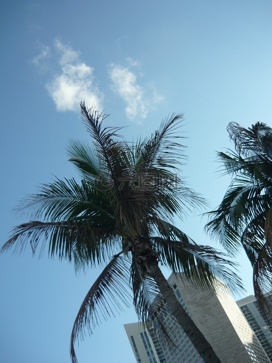迈阿密,棕榈,天空