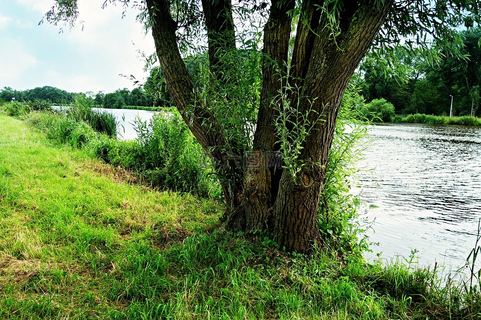 河,河岸,树
