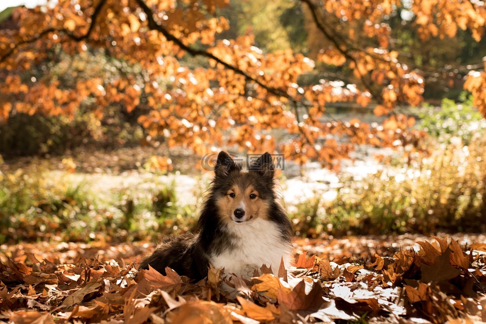 狗,sheltie,秋季