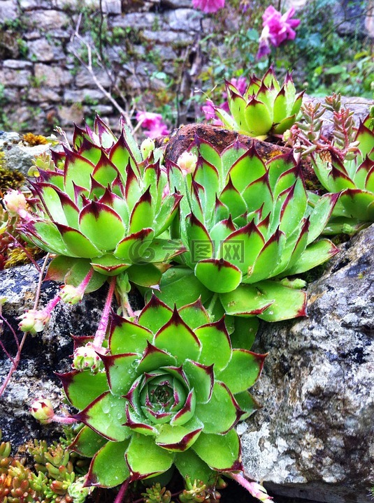 houseleek,厂,岩生植物