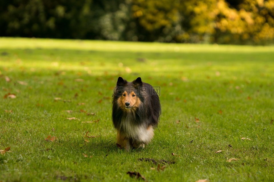 狗,sheltie,不断的