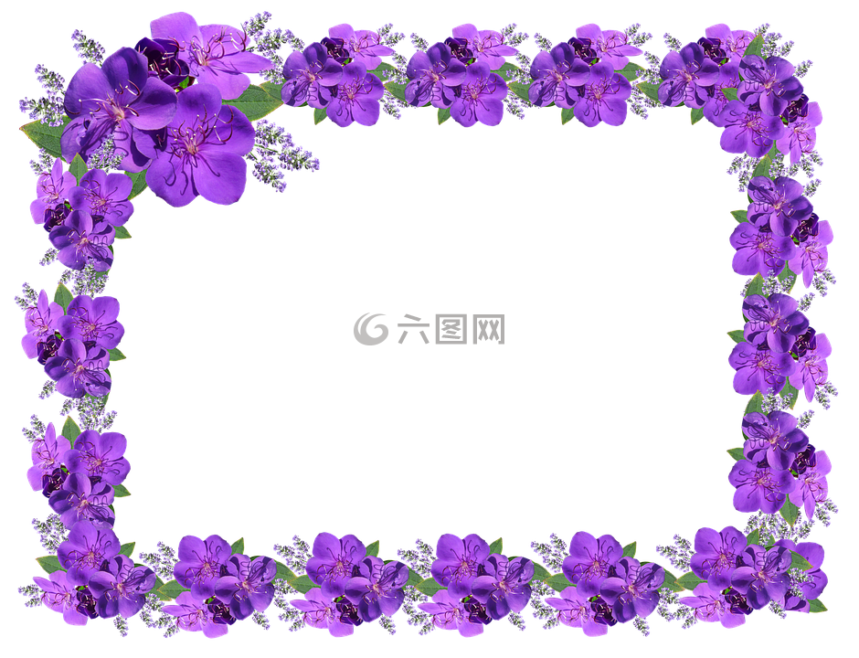 帧,边境,紫色的花