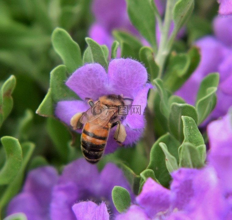 蜜蜂,花粉,授粉