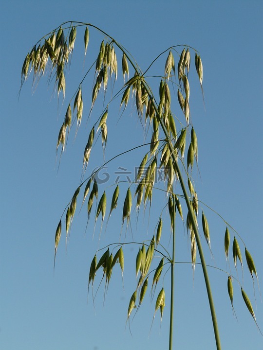 燕麦,野燕麦,甘草
