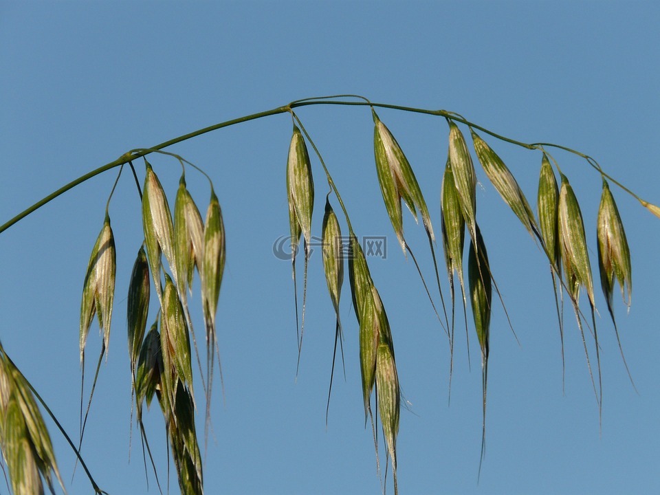 燕麦,野燕麦,甘草