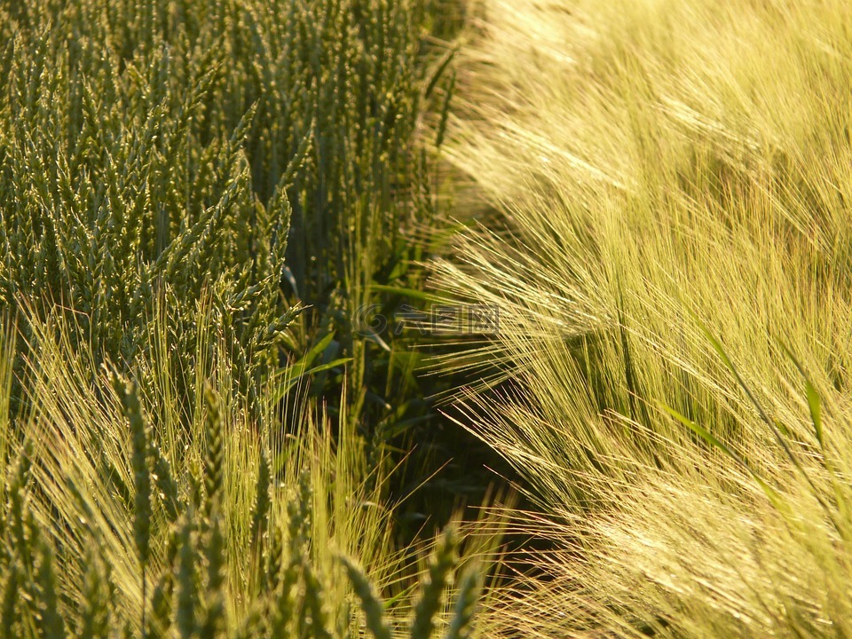 小麦,麦田,小麦的穗