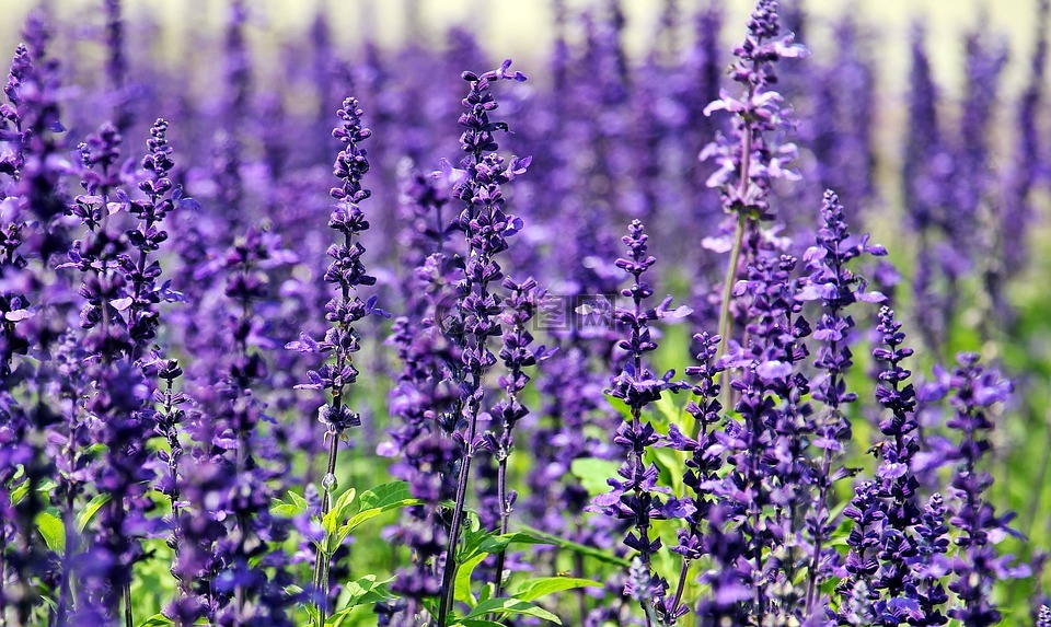 熏衣草,鲜花,紫色的花