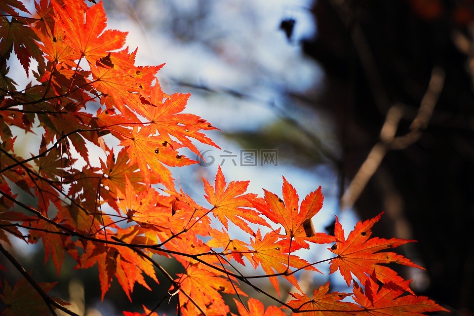 红色的枫叶,秋季,秋天的树叶