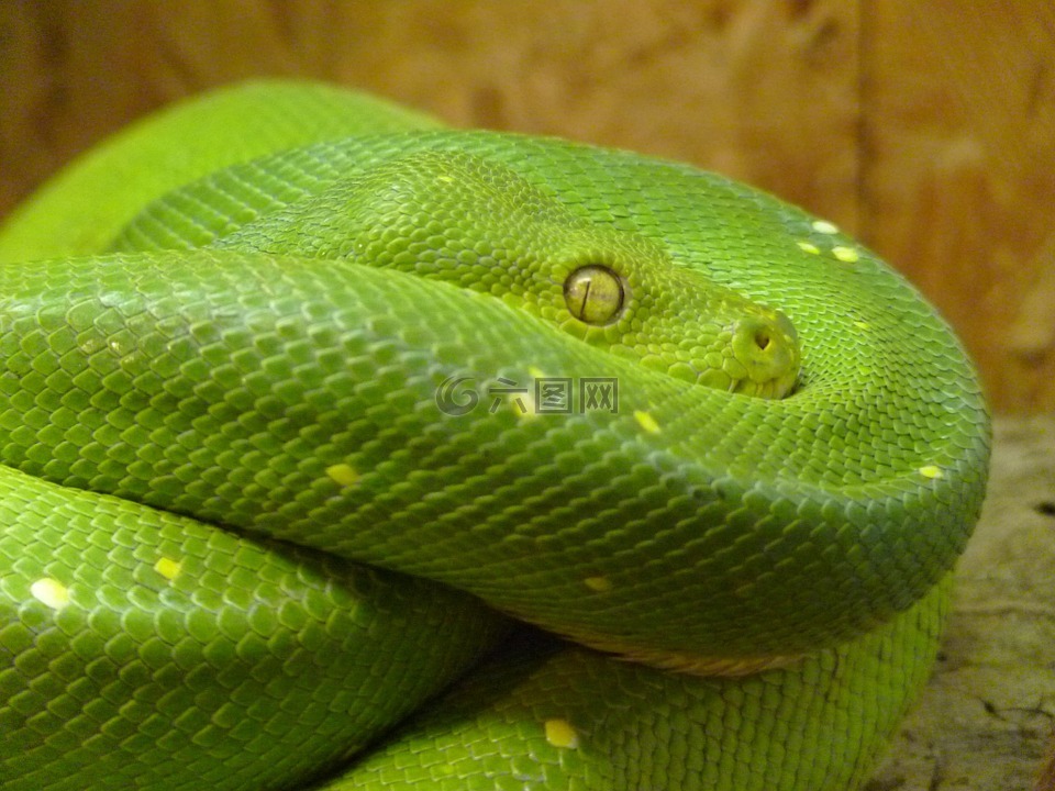绿树蟒,莫雷利亚贻贝,蛇