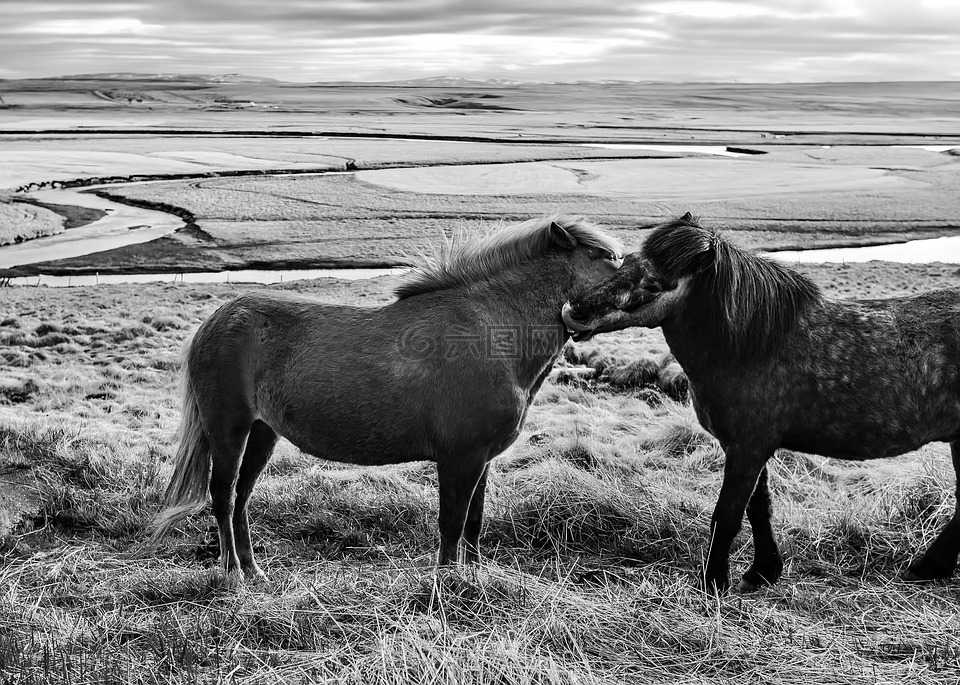 冰岛,黑色和白色,马匹