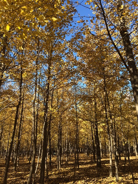 银杏林,黄色树叶,秋景
