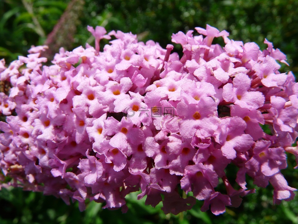 夏季紫丁香,醉鱼草,花