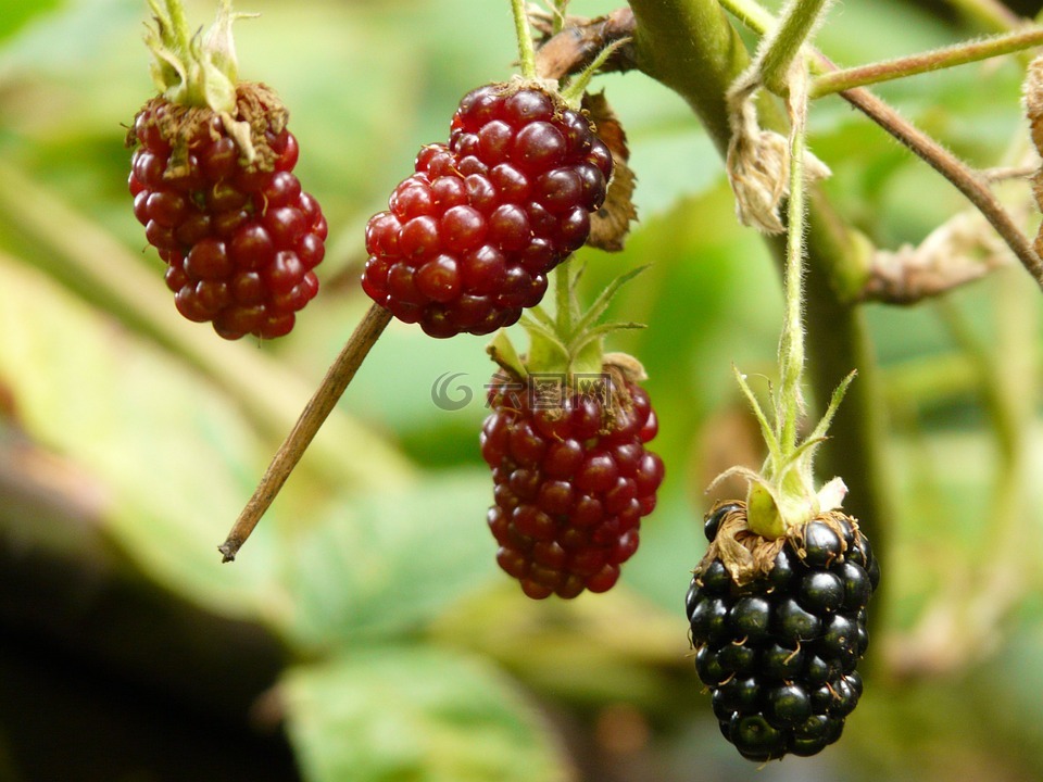 黑莓,茅茅sectio,浆果