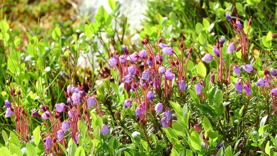 松毛翠,杜鹃花科,石南属