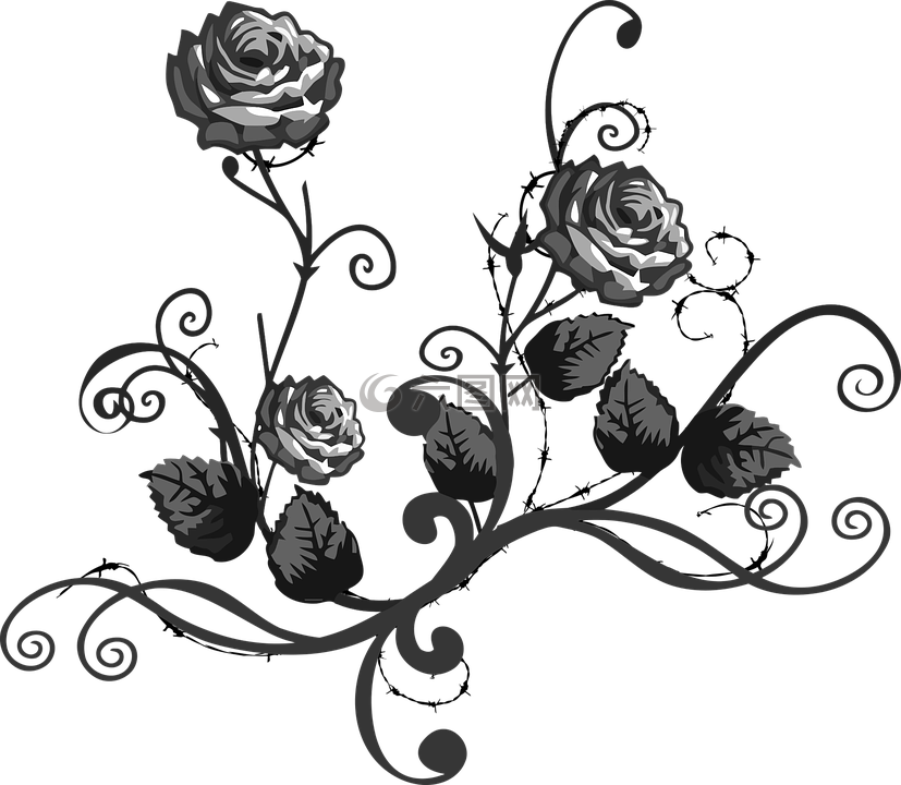 玫瑰,黑,白