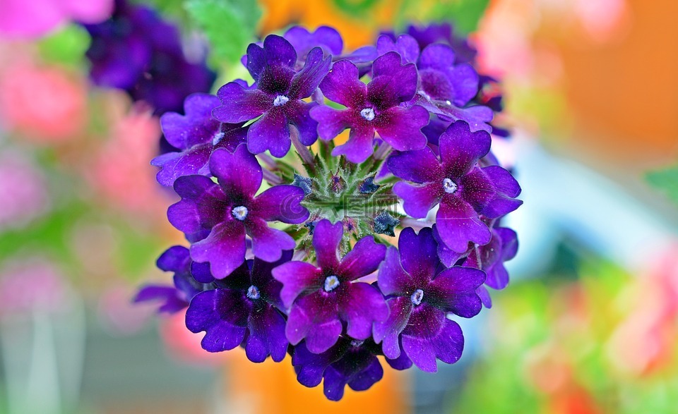 马鞭草,鲜花,紫