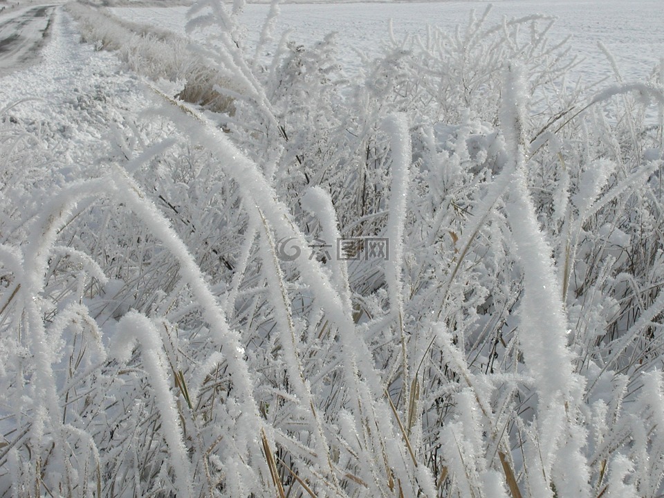霜,冷冻草,冬天