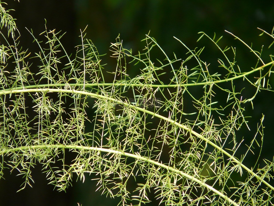 文竹,芦笋densiflorus,观赏植物
