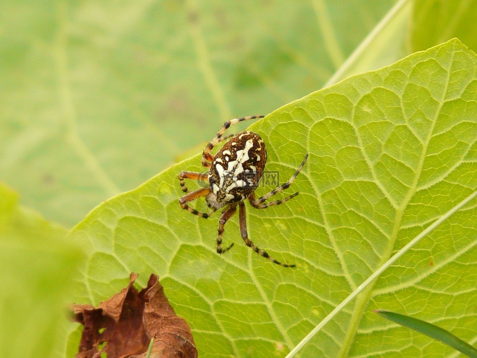 oakleaf orb 织布,oakleaf kreuzspinne,蜘蛛