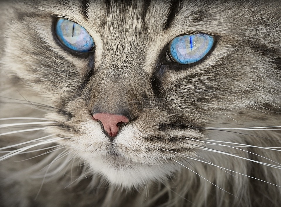 猫 动物 猫画像高清图库素材免费下载 图片编号 六图网