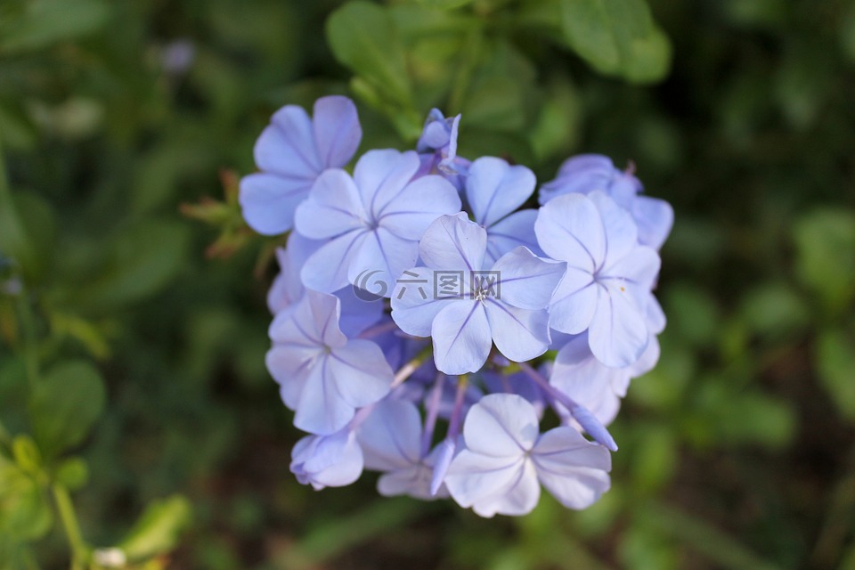 花,紫,蓝色