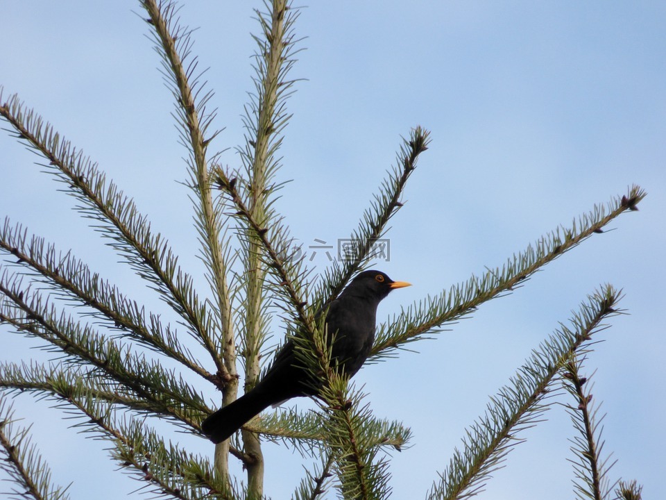黑鸟,鸟,树冠