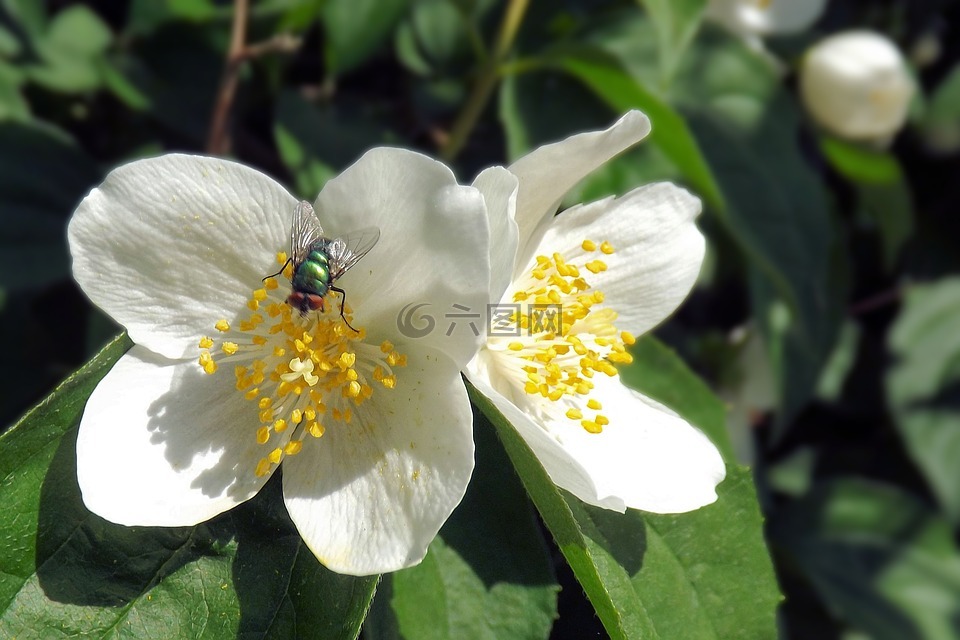 梅花,昆虫,飞