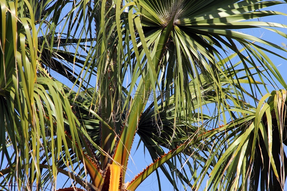 棕榈树,棕榈叶,性质