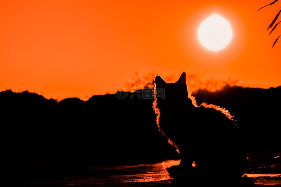 日落,猫,阴影
