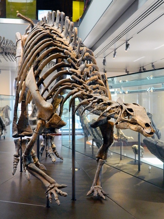 恐龙,侏罗纪,骨骼