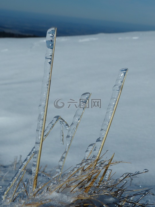 冬天,叶片草,冰雨