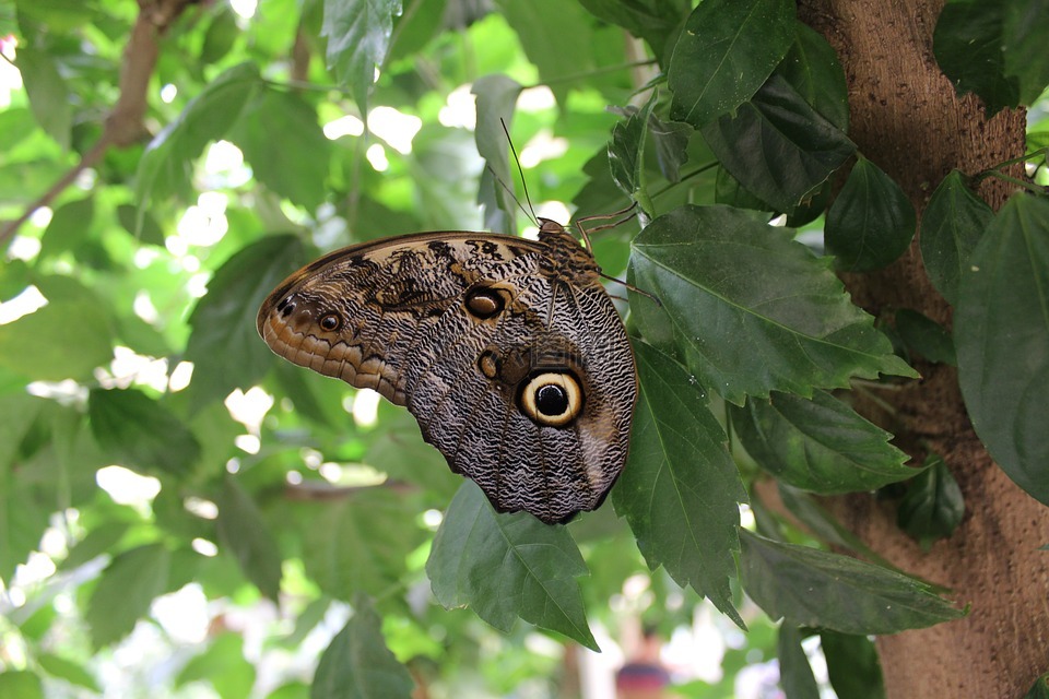 蝴蝶,蛾类,昆虫