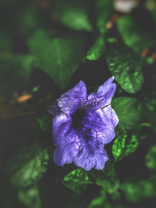 模糊的背景,紫罗兰花,壁纸