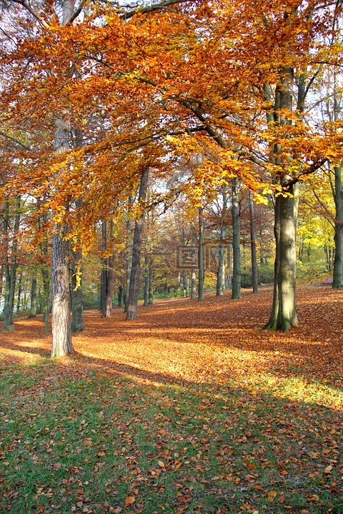 秋季,叶子,树木高清图库素材免费下载(图片编号:6307900)