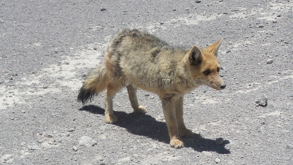 狐狸,佐罗,玻利维亚