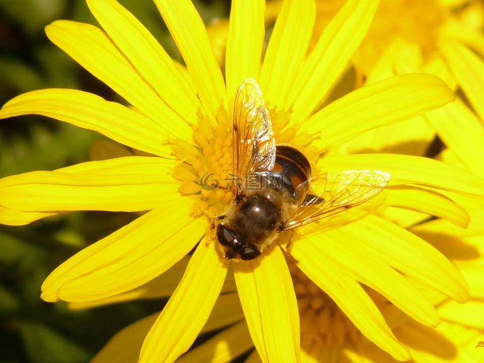 金眼雏菊,黄色 strauchmargerite,argyranthemum 添加紫苏