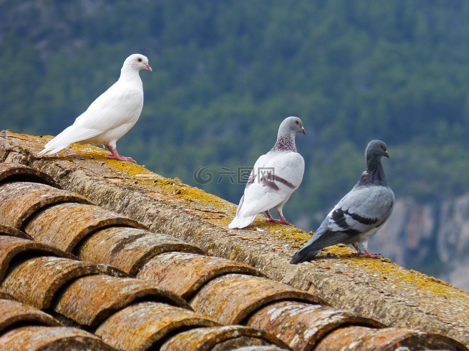 鸽子,白色的鸽子,屋顶