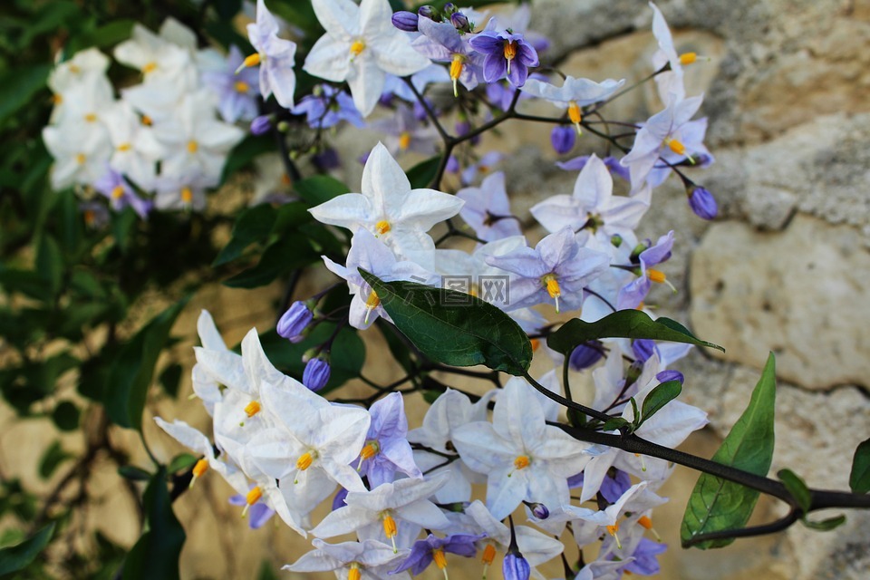 鲜花,白色的花,紫色小花