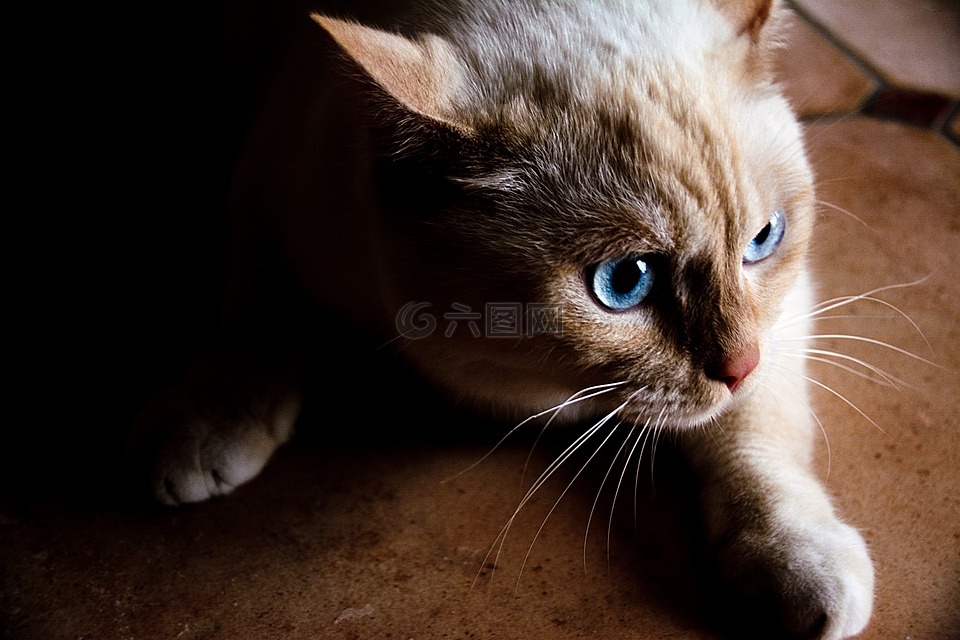 猫,白,蓝色的眼睛