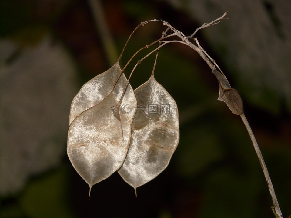 为期一年的银叶,lunaria 黄花,银叶