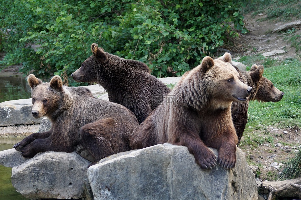 熊,棕熊,性质