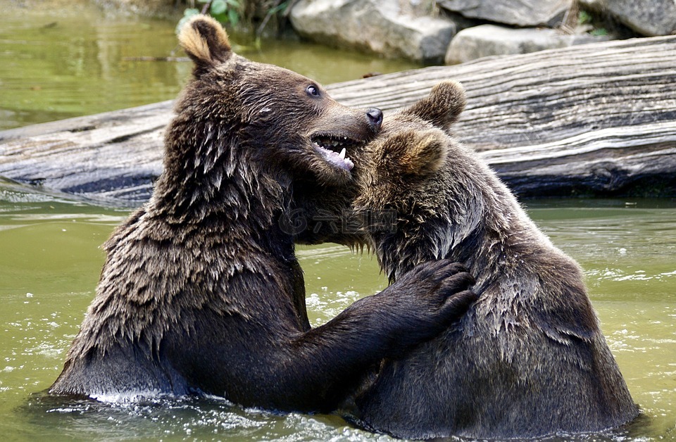 熊,棕熊,年轻的熊