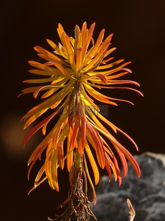 柏 wolfsmilch,大戟 cyparissias,大戟科