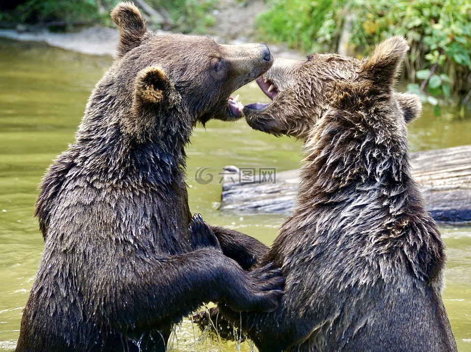 熊,棕熊,年轻的熊